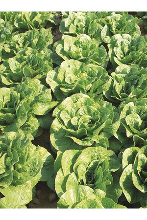 25 GRAM AMBALAJ ALTIN TOHUM SUPER YEDİKULE ( YAZLIK ) KDV DAHİL ADET FİYATI