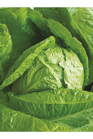  25 GRAM ALTIN TOHUM YEDİKULE MARUL TOHUMU AMBALAJI KDV DAHİL ADET FİYAT