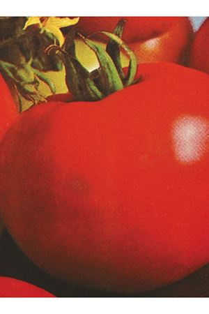 25 GRAM AMBALAJ ALTIN TOHUM S.C.2121 OTURAK DOMATES TOHUMU KDV DAHİL ADET FİYATI