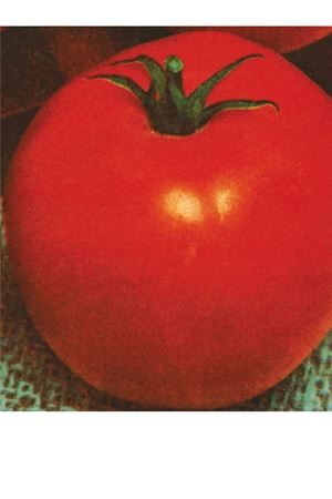 25 GRAM AMBALAJ ALTIN TOHUM H.2274 DOMATES TOHUMU KDV DAHİL FİYATI