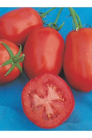 25 GRAM AMBALAJ ALTIN TOHUM RİO GRANDE SALÇALIK DOMATES TOHUMU KDV DAHİL ADET FİYATI