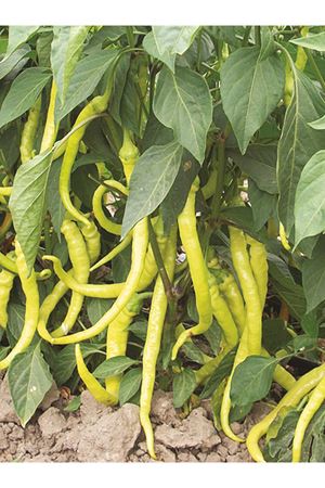 25 GRAM ALTIN TOHUM ÇORBACI BİBER TOHUMU KDV DAHİL FİYATI