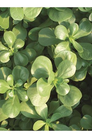 1 KG AMBALAJ  ALTIN TOHUM HALKAPINAR SEMİZOTU TOHUMU  KDV DAHİL ADET FİYATI