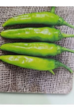 25 GRAM AMBALAJ  BT DERYA (MAKEDON ) BİBER TOHUMU KDV DAHİL ADET FİYATI 