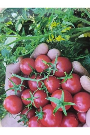 500 GRAM AMBALAJ BABYTON CHERRY DOMATES TOHUMU KDV DAHİL ADET FİYATI
