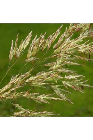 KILÇIKSIZ BROM (BROMUS İNERMİS)  TOHUMU 