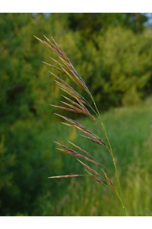 KILÇIKSIZ BROM (BROMUS İNERMİS)  TOHUMU 