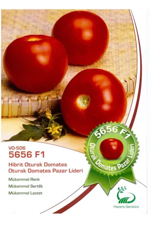 HAZERA  5656 F1 OTURAK DOMATES TOHUMU 1000 ADETLİK AMBALAJDA 