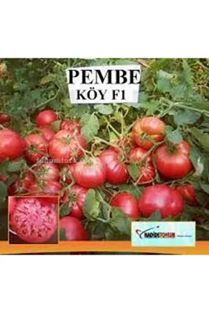 PEMBE KÖY F1 Pembe Oturak Köy Domatesi Tipi