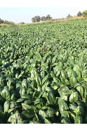 SV3580VC F1 HİBRİT ISPANAK TOHUMU TOHUMU 