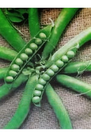  25 KG SERRANO İRİ SOFRALIK  BEZELYE TOHUMU