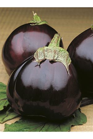10 GRAM AMBALAJI TOPAN -374 PATLICAN TOHUMU KDV DAHİL ADET FİYATI 