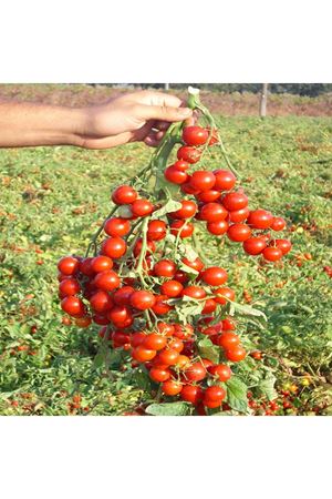 STROMBOLİNO F1 OTURAK SORALIK CHERY (KİRAZ ) DOMATES TİPİ 