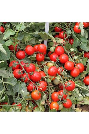 KİMBERLİNO F1 OTURAK CHERY ( KİRAZ) DOMATES TOHUMU