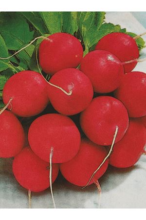 25 GRAM AMBALAJ  ALTIN TOHUM  CHERRY  BELLE ( KIRMIZI FINDIK ) TURP TOHUMU KDV DAHİL ADET FİYATI  