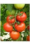 ALSANCAK RN F1 SIRIK DOMATES TOHUMU