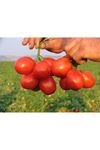 Heinz 9665  Domates Tohumu