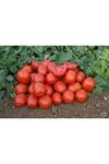 Heinz 9780  Domates Tohumu