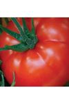 Vitellio F1  Beef Domates Tohumu