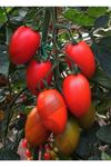 Elips F1 Spesial Domates
