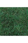 Festuca Arundinacea Çim Tohumu