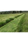 Teff Grass Yazlık Ot Tohumu