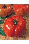 Super Marmande ( Es 135 )