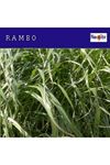 RAMBO SÜT OTU (RYEGRASS ) TOHUMU