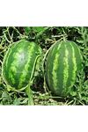 TUZLA F1 KARPUZ TOHUMU