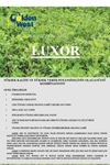 Luxor Yonca Tohumu