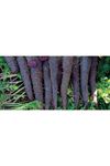 Deep Purple F1  Mor Havuç Tohumu