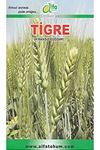 Tigre  Ekmeklik Buğday