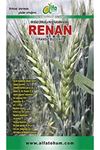 Renan Buğday Tohumu