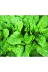 Green Gold F1 Ispanak Tohumu
