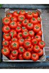 Halay 344  F1 Domates Tohumu