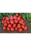 Heinz 3402  Domates Tohumu
