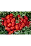 Somma F1 Sanayilik Cherry Domates Tohumu