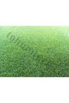 Festuca Rubra Trichopylla Çim Tohumu