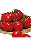 Salsa F1 Salçalık Domates Tohumu
