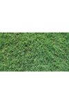 Bermuda Grass Çim Tohumu