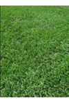 Festuca Rubra Commutata Çim Tohumu