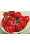BTX 053 HİBRİT SANAYİ DOMATES ÇEŞİDİ