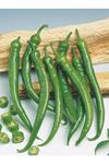 25 GRAM AMBALAJ ALTIN TOHUM DEMRE SİVRİSİ BİBER TOHUMU KDV DAHİL ADET FİYATI 