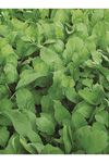 25 GRAM AMBALAJ ALTIN TOHUM TERE - GS1935 TOHUMU KDV DAHİL ADET FİYATI 