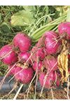 25 GRAM AMBALAJ  ALTIN TOHUM KIRMIZI ( İRİ YUVARLAK ) TURP TOHUMU KDV DAHİL ADET FİYATI