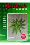 BALIKESİR TOHUM Y.AKKÖY 41 BAMYA  TOHUMU
