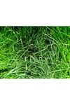 PALMİYE TOHUM  LOLİUM PERENNE İNGİLİZ ÇİMİ  TEK TÜR ÇİM TOHUMU
