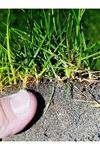 PALMİYE TOHUM POA PRETENSİS  ÇAYIR  SALKIM OTU TEKLİ TÜR ÇİM  TOHUMU