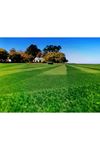 İTHAL BERMUDA GRASS ( CYNODON DACTYLON ) TEK TÜR ÇİM TOHUMU 25 KG AMBALAJ FİYATI