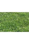 ULUSOY TOHUM  AK ÜÇGÜL  ( Trifolium Repens ) OTU TOHUMU